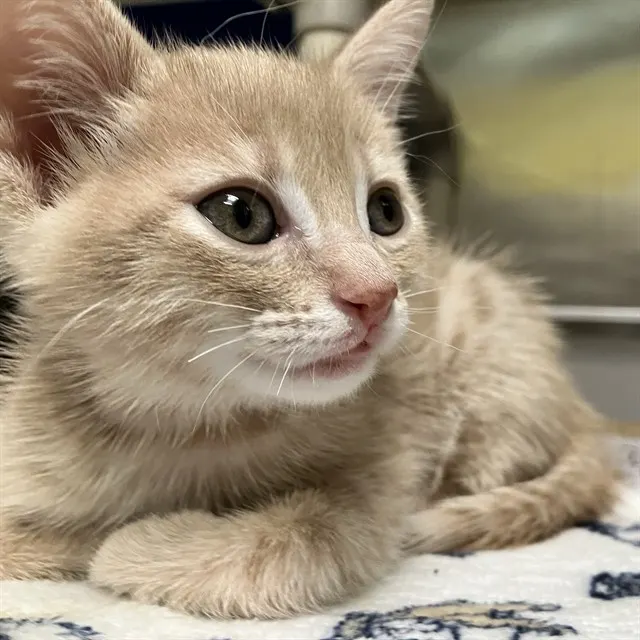 Adoptable Cat