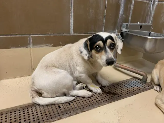 Adoptable Dog