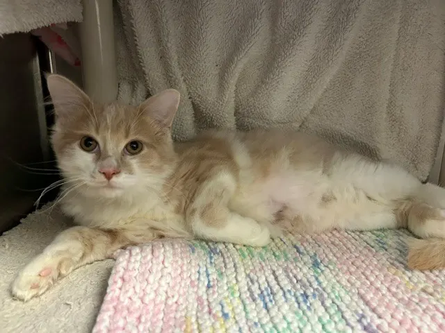 Din