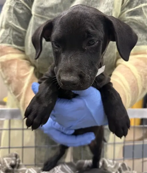Adoptable Dog