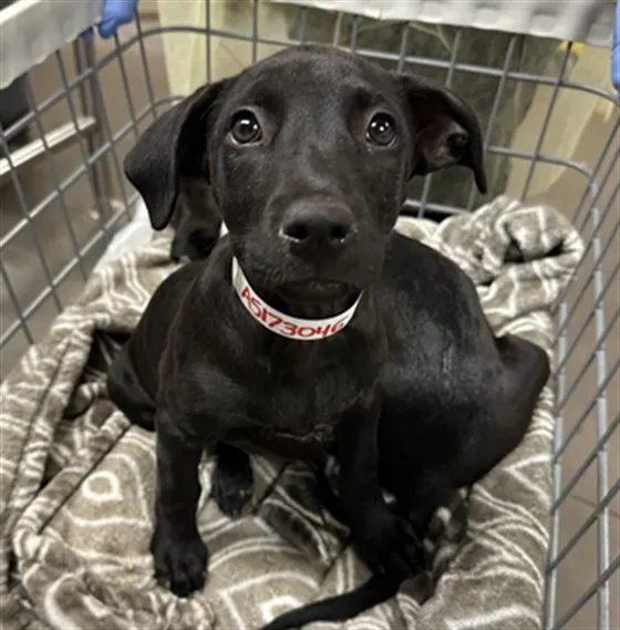 Adoptable Dog