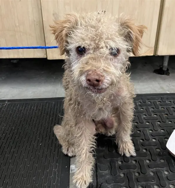 Adoptable Dog