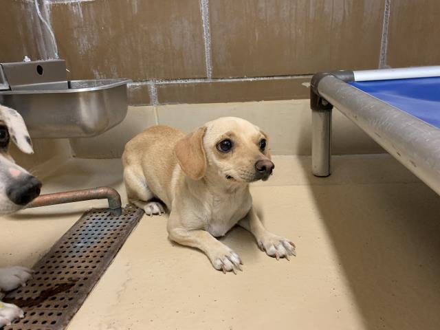 Adoptable Dog