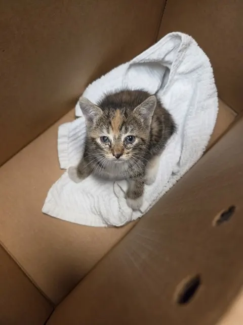 Adoptable Cat