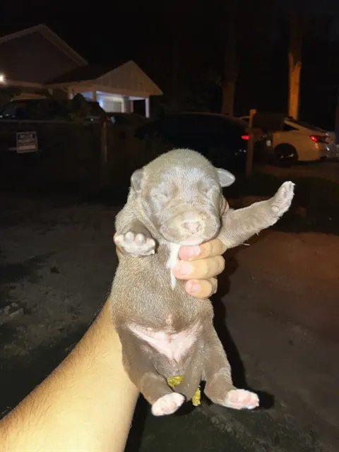 Kitkat