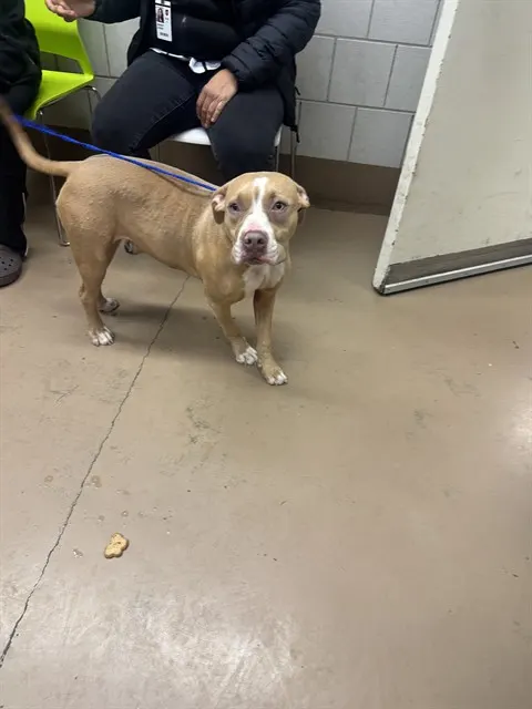 Adoptable Dog