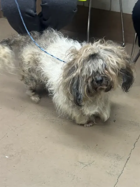 Adoptable Dog