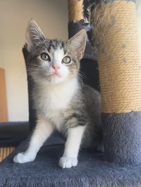 Milton