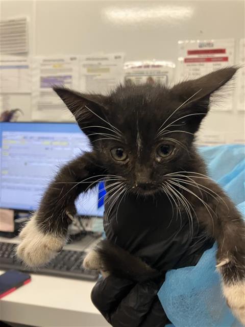 Adoptable Cat