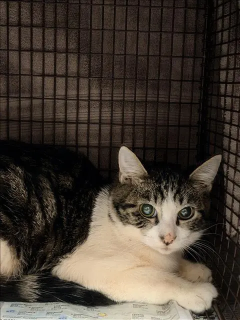 Adoptable Cat