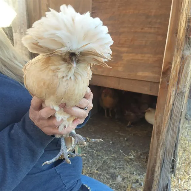 Adoptable Bird