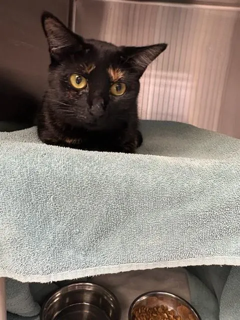 Mavis
