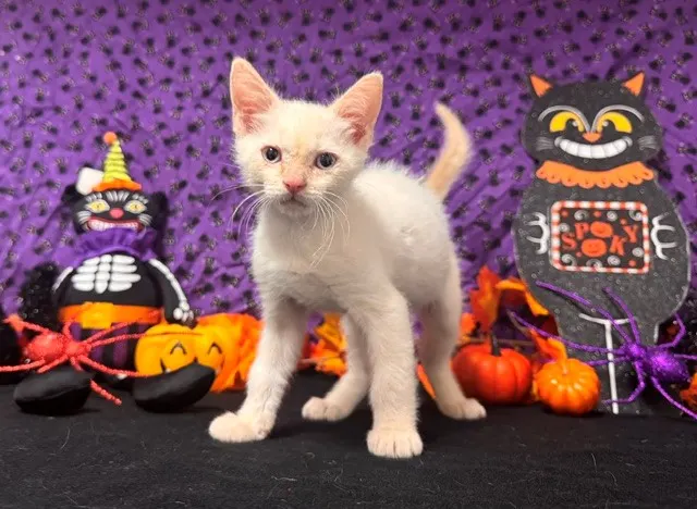 Coco