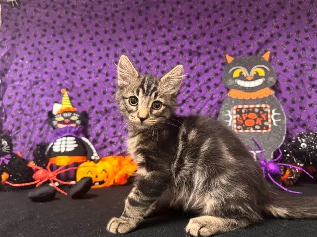Miro
