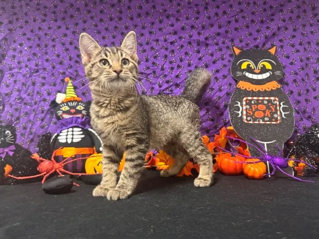 Tabitha