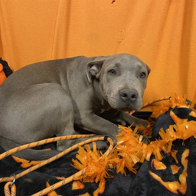 Adoptable Dog