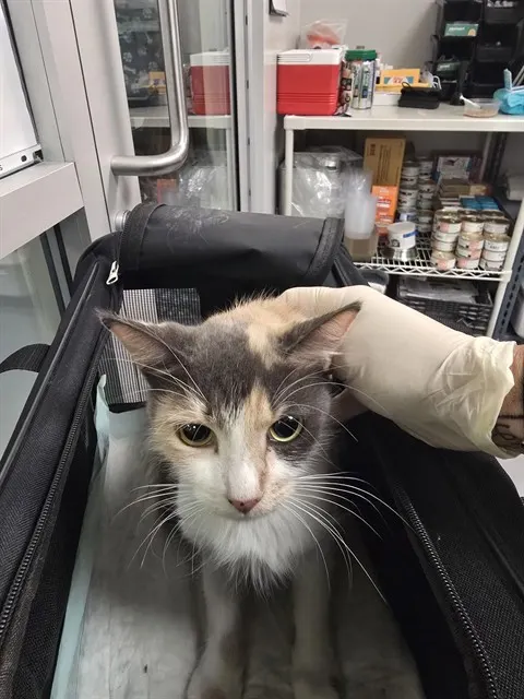 Adoptable Cat