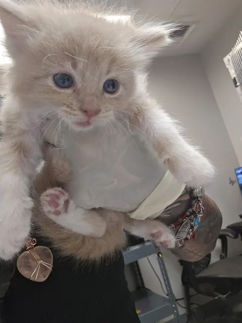 Adoptable Cat