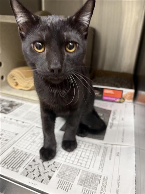 Adoptable Cat
