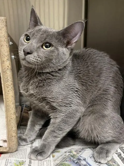 Adoptable Cat