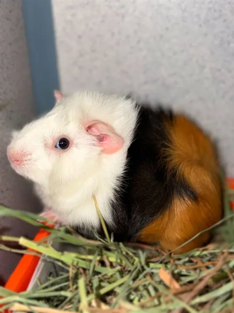 Adoptable Other