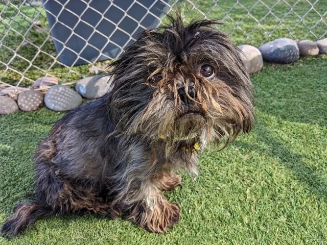 Ewok