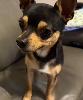 Adoptable Dog