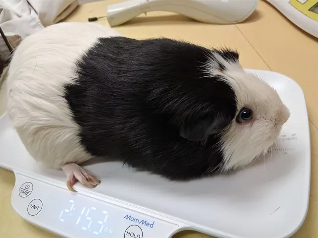 Peppa