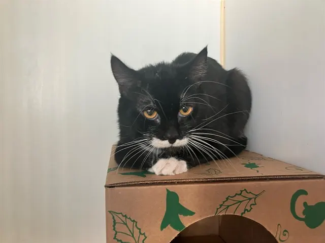 Adoptable Cat