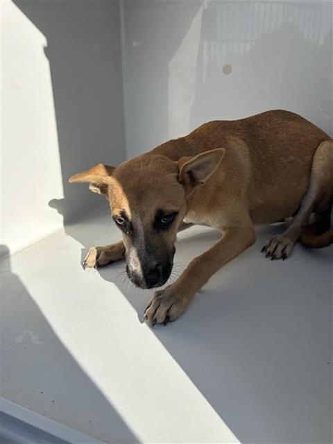 Adoptable Dog