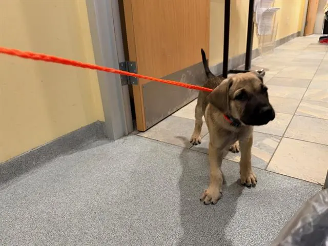 Achoo