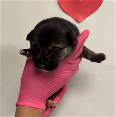 Adoptable Dog