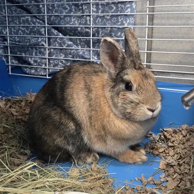 Peanut