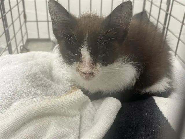 Adoptable Cat