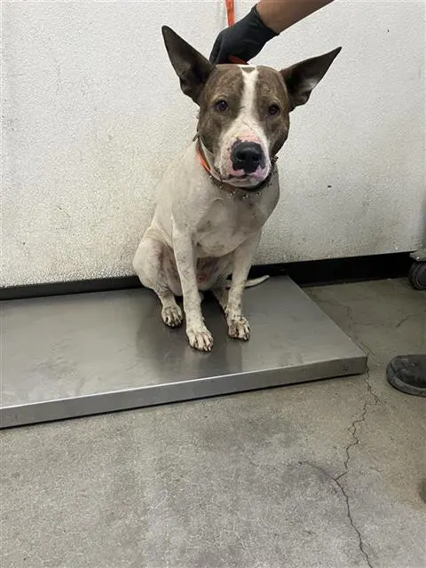 Adoptable Dog