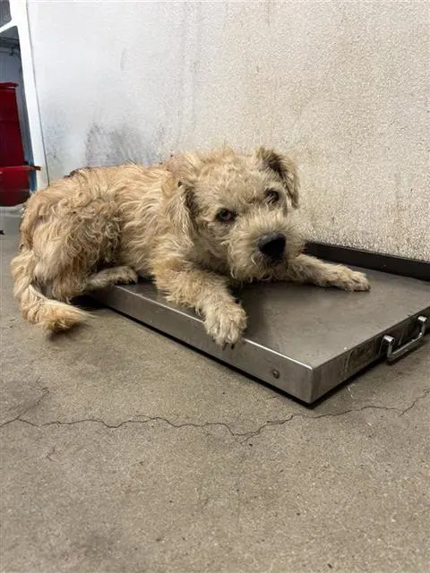 Adoptable Dog