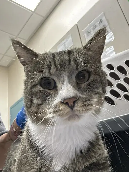 Mr.Whiskers
