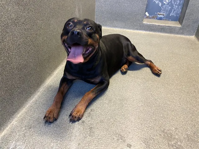 Gotti