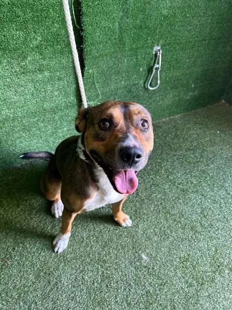 Adoptable Dog
