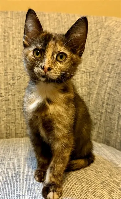 Tia
