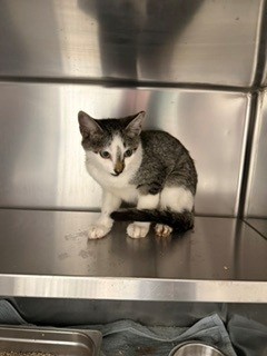 Adoptable Cat