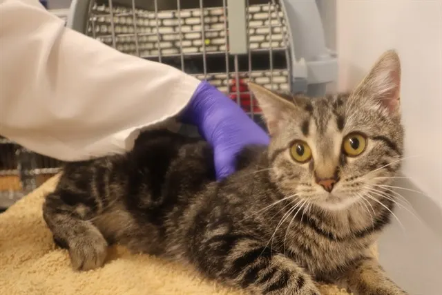 Adoptable Cat