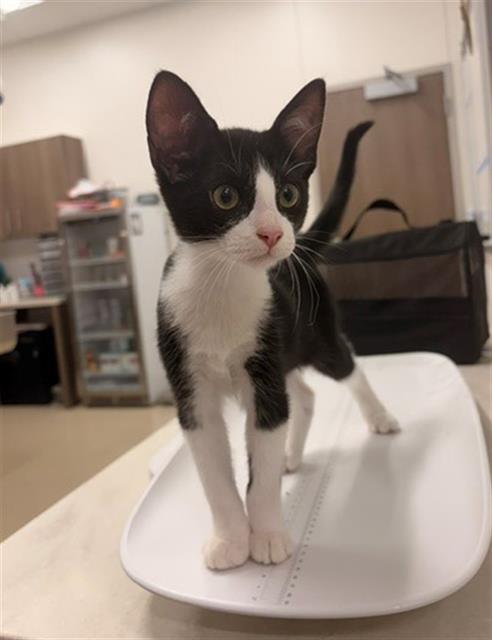 Perseus