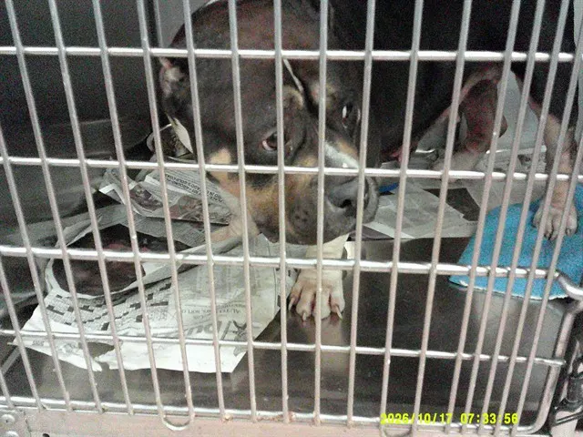 Adoptable Dog