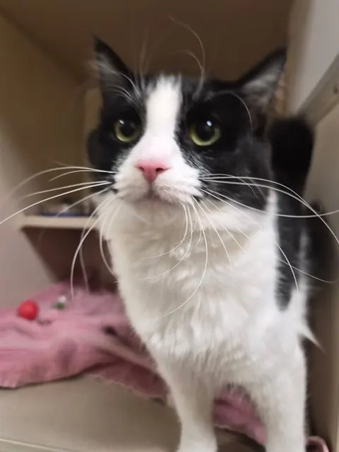 Suki