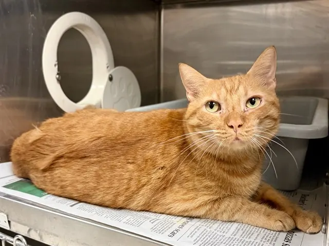 Milo