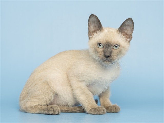 Hoku