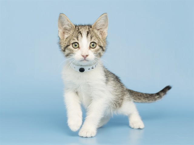 Meeko