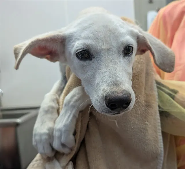 Adoptable Dog