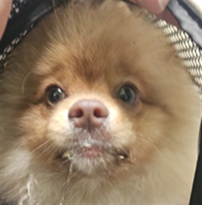 Tater Tot